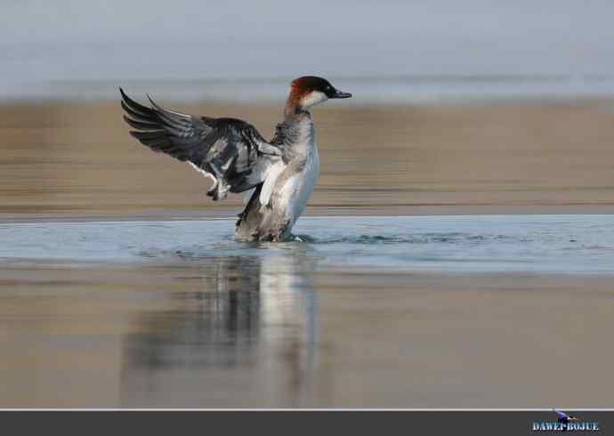弱肉强食：白秋沙追抢小 wbr口中夺鱼