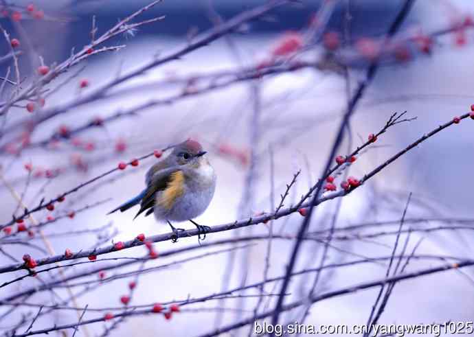 雌性红胁蓝尾鸲(33) 雌性红胁蓝尾鸲(33)