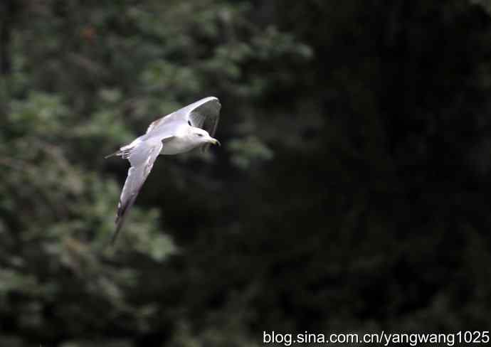 杂片（斑头雁、海鸥、夜鹭）