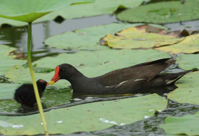 再拍黑水鸡(纪实)2 再拍黑水鸡(纪实)2