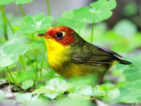 美丽无罪：雀鸟之地莺