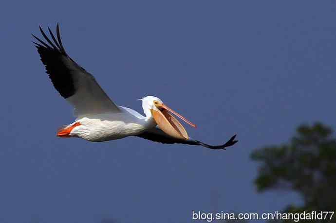 笑容可掬的美洲白鹈鹕