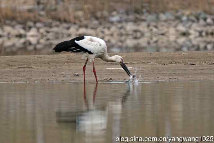 北京南海子公园的鸟类——吃早餐的东方白鹳（1）