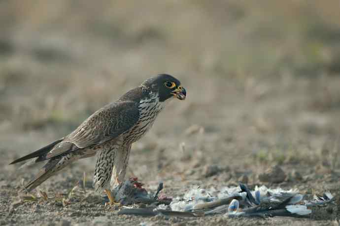 野鸭湖：游隼的早餐