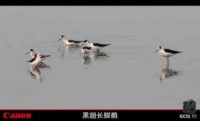 周日拍鸟又遇险情！