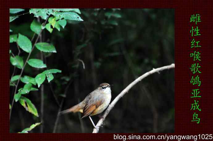 雌性红喉歌鸲亚成鸟 wbr1
