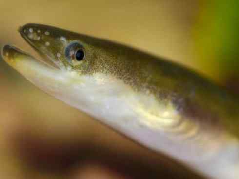 自然奇观：动物大迁徙(鳗鱼)