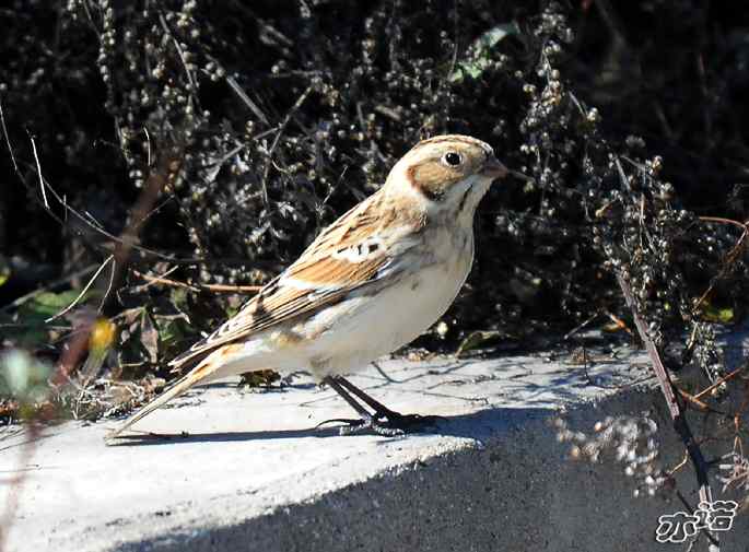 北京西山&nbsp;wbr路&nbsp;wbr铁爪鵐