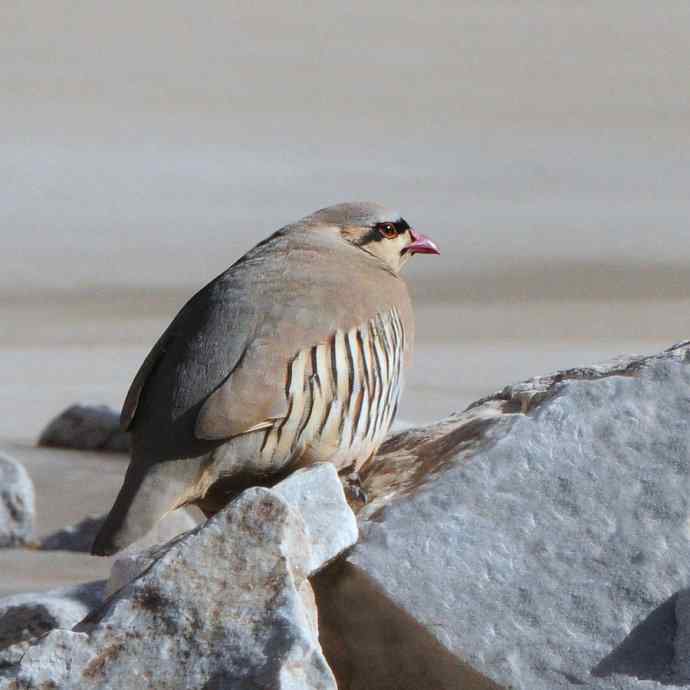沿河城拍石鸡（偶尔飞版）