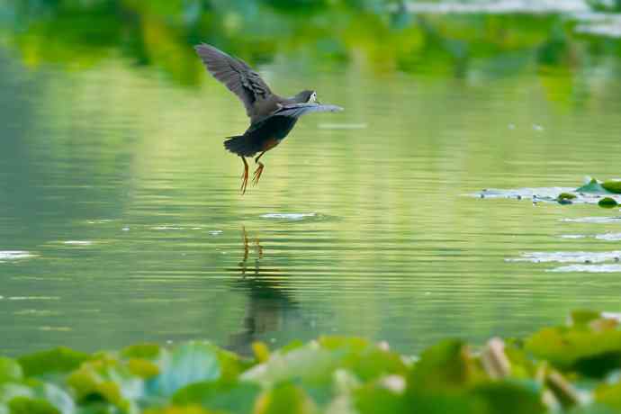 龙潭西湖的白胸苦恶鸟