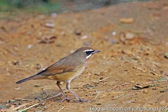 雄性红喉歌鸲（22）