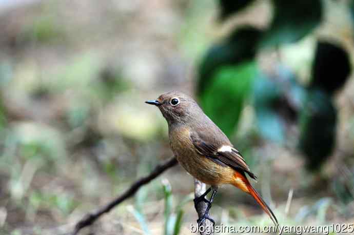 雌性北红尾鸲(10) 雌性北红尾鸲(10)