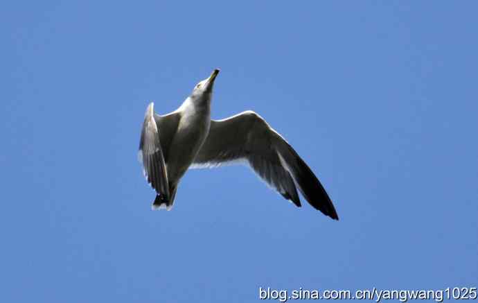飞（海鸥）4