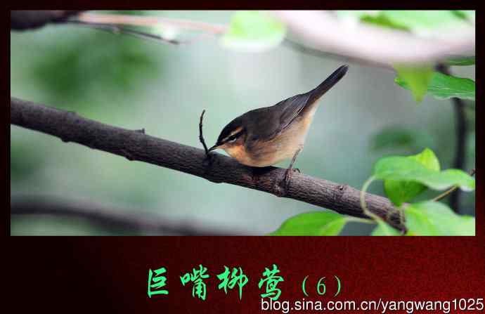 巨嘴柳莺（6）
