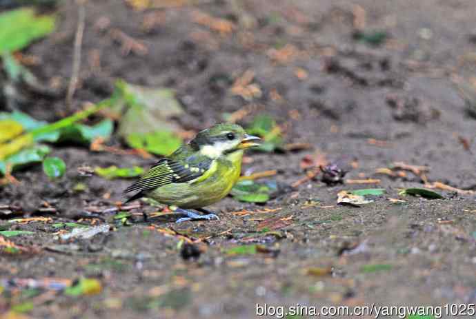 黄腹山雀(9) 黄腹山雀(9)