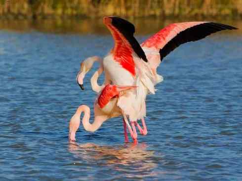 极品红色鸟类：火烈鸟