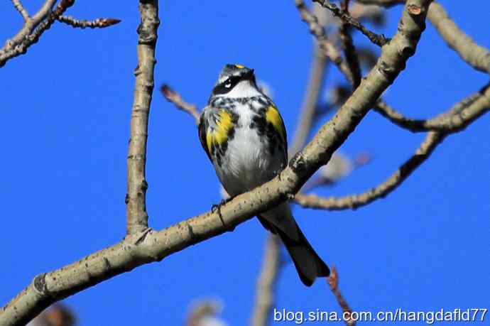 黄腰白喉林莺（2）