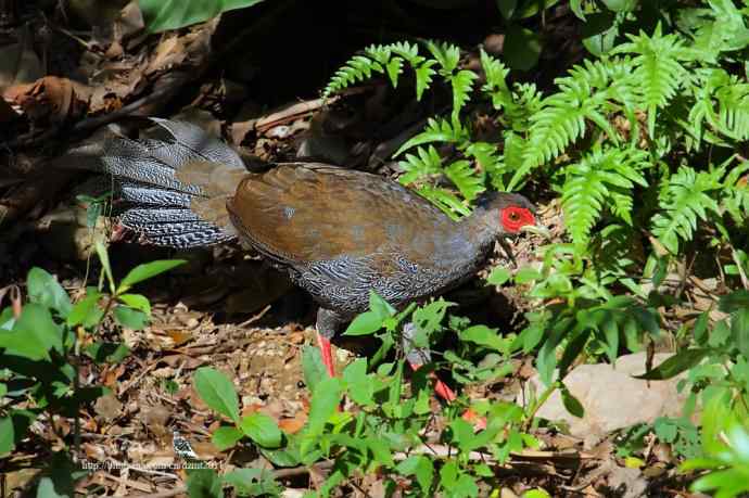 山中仙子鈥斺敯尊