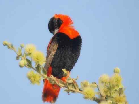 美丽无罪：雀鸟之寡妇鸟