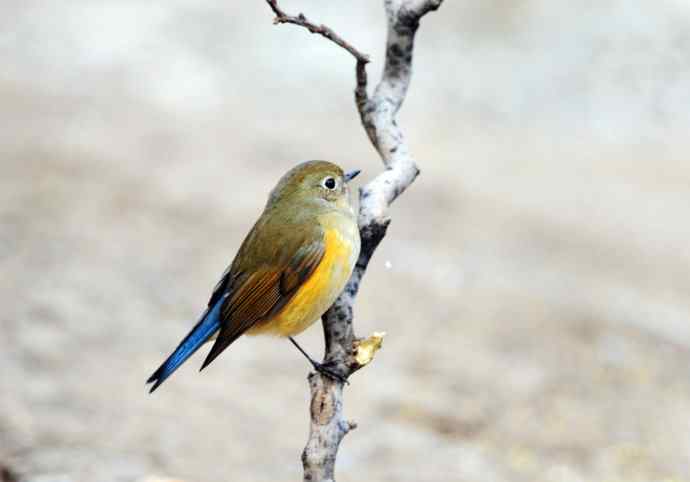 雌性红胁蓝尾鸲(15) 雌性红胁蓝尾鸲(15)