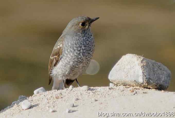红尾水鸲和十渡众小鸟