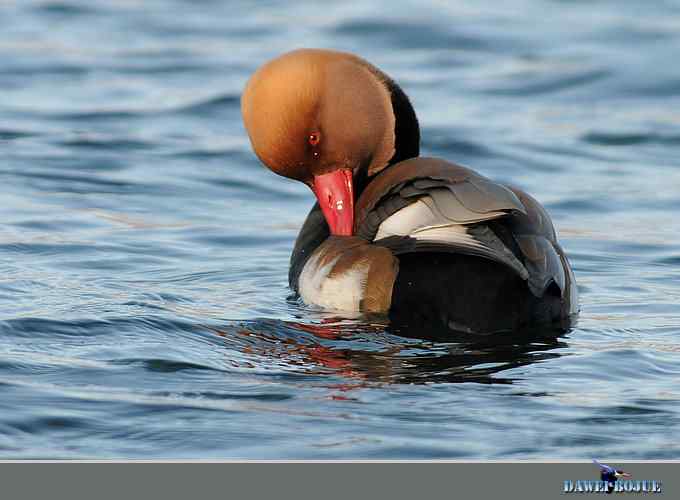 赤嘴潜鸭：冬天の靓色