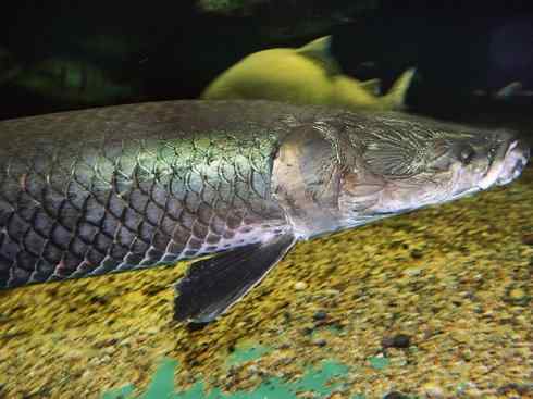 鱼类活化石：巨骨舌鱼