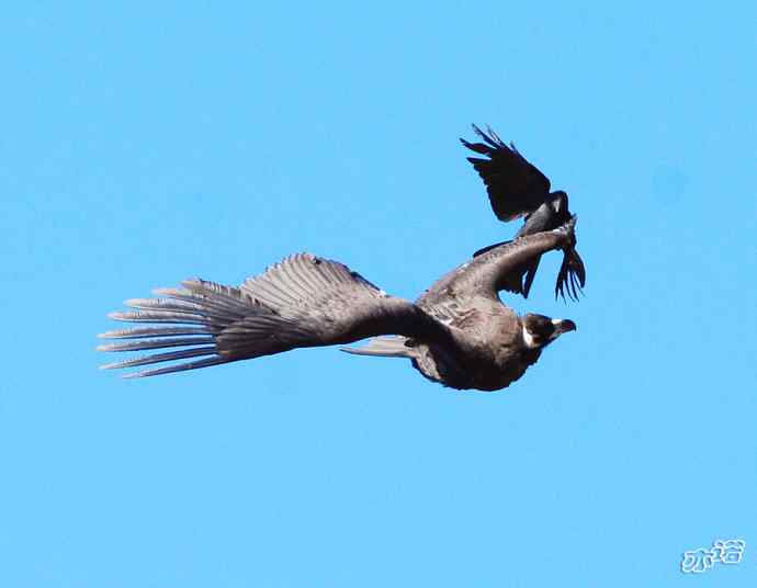 永定河峡谷拍鸟——鸦鹫之逐