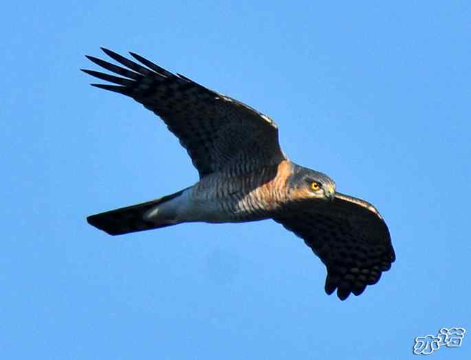 北京西山&nbsp;wbr路&nbsp;wbr雀鹰