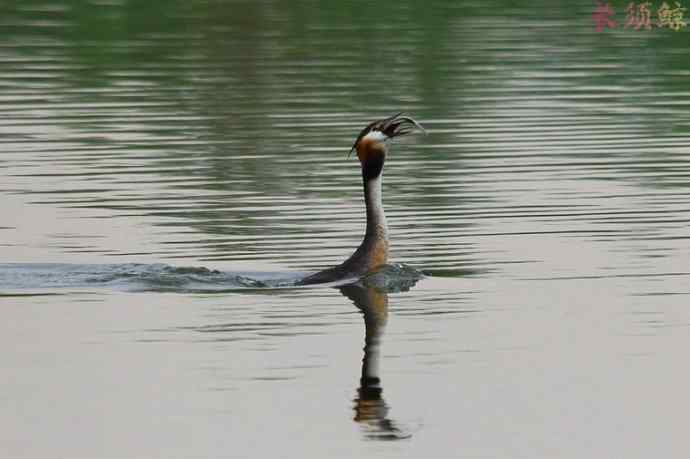 凤头鸊鷉（四）育雏喂食