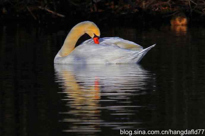 天鹅梳妆：迎新