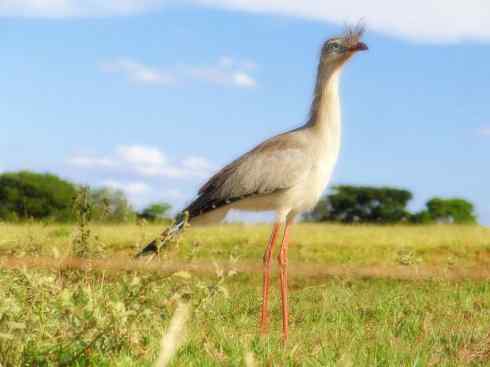 绝色攀禽：佛法僧目之翠鴗2