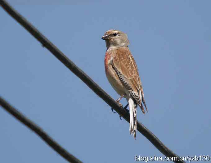 内地很难见的赤胸朱顶雀（组图，7张图片）