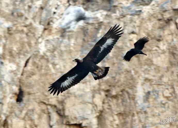 永定河峡谷再遇金雕
