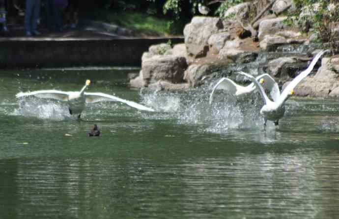 飞（白天鹅） wbr1