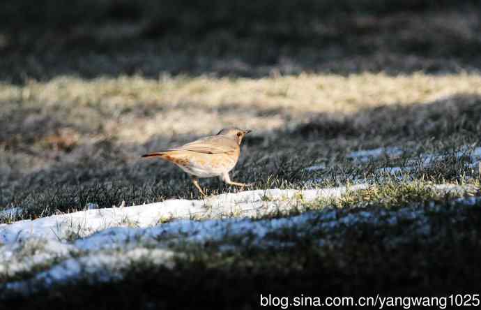 杂片（随走随拍）
