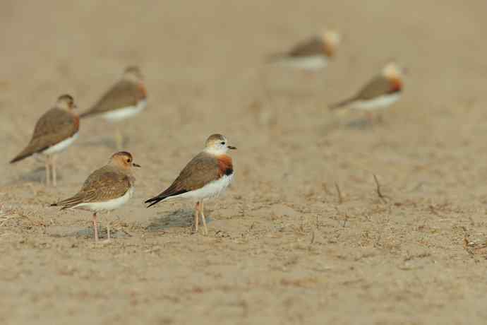東方鸻(摄于野鸭湖) 東方鸻(摄于野鸭湖)