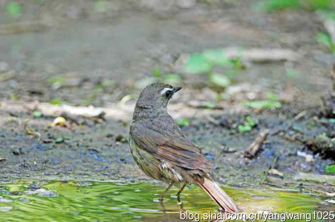 红喉歌鸲(10) 红喉歌鸲(10)