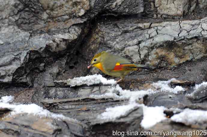 雪中相思鸟 wbr2