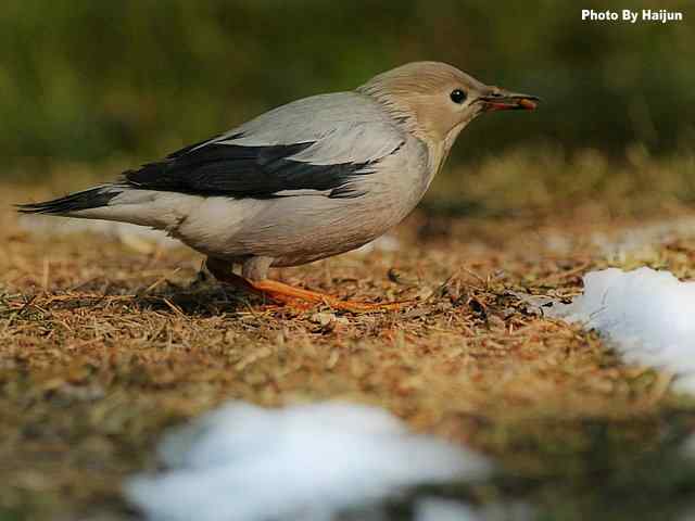 天坛公园的丝光椋鸟 天坛公园的丝光椋鸟