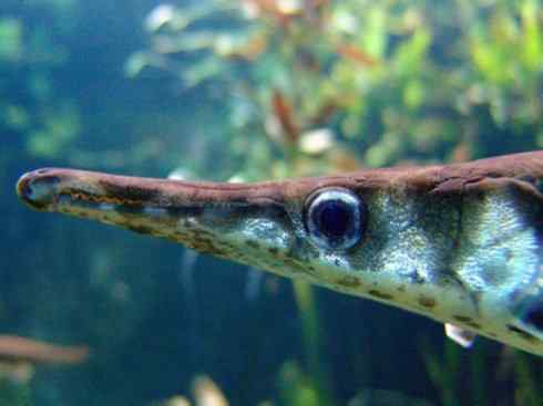 鱼类活化石：鳄雀鳝