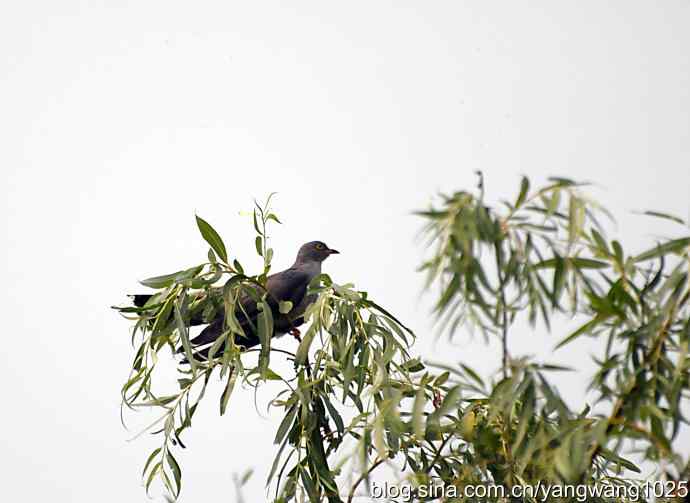 布谷鸟（记录版）