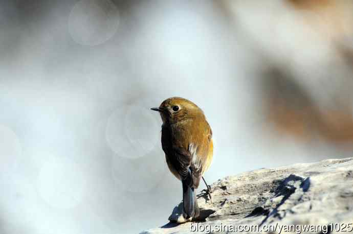 雌性红胁蓝尾鸲(35)