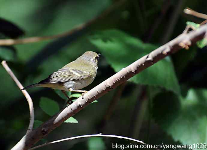 极北柳莺（枝头）1