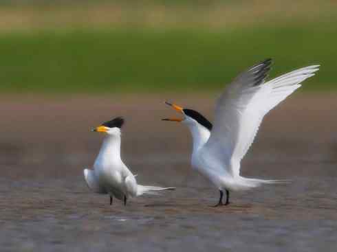 自然奇观：动物大迁徙(燕鸥类)