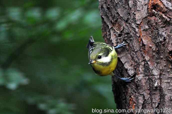 黄腹山雀（11）