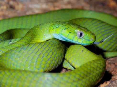 龙:传说的兽原型探秘(树蛇类) 龙:传说的兽原型探秘(树蛇类)