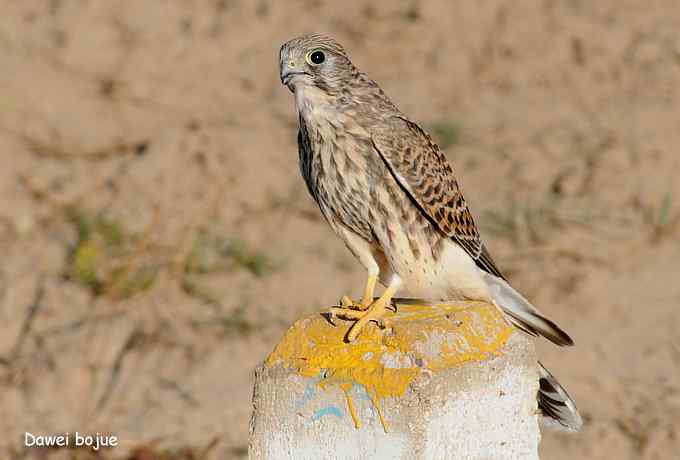 草原的几只猛禽