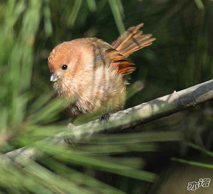 圆明园&nbsp;wbr路&nbsp;wbr棕头鸦雀