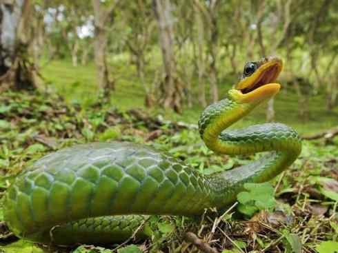 龙:传说的兽原型探秘(树蛇类) 龙:传说的兽原型探秘(树蛇类)